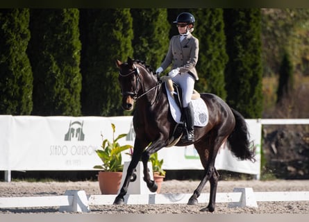 Westfaal, Merrie, 6 Jaar, 172 cm, Donkerbruin