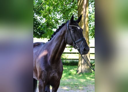 Westfaal, Merrie, 6 Jaar, 178 cm, Zwartbruin