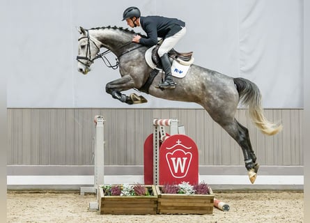 Westfaal, Merrie, 6 Jaar, Schimmel