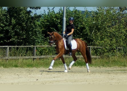 Westfaal, Merrie, 6 Jaar, Vos