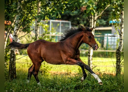 Westfaal, Merrie, 7 Jaar, 158 cm, Bruin