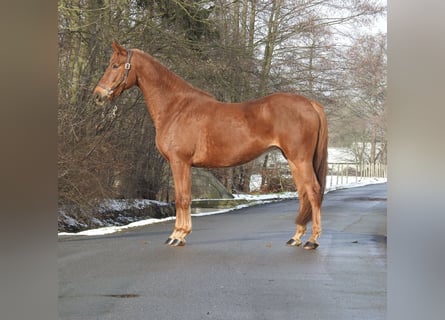 Westfaal, Merrie, 7 Jaar, 163 cm, Vos