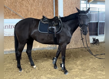 Westfaal, Merrie, 7 Jaar, 163 cm, Zwart
