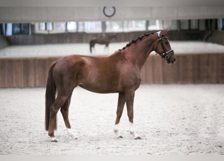 Westfaal, Merrie, 7 Jaar, 166 cm, Vos