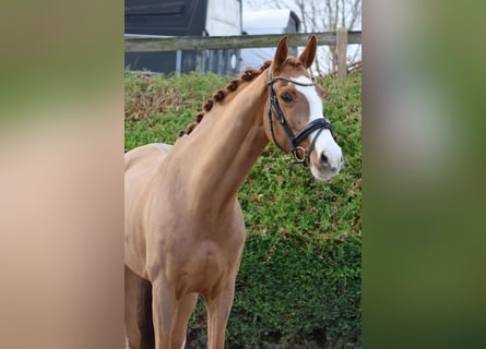 Westfaal, Merrie, 7 Jaar, 166 cm, Vos
