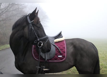 Westfaal, Merrie, 7 Jaar, 166 cm, Zwartbruin