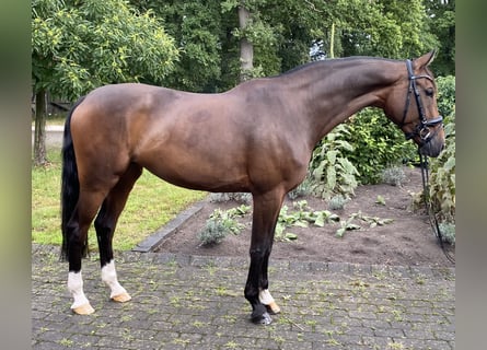 Westfaal, Merrie, 7 Jaar, 167 cm, Bruin