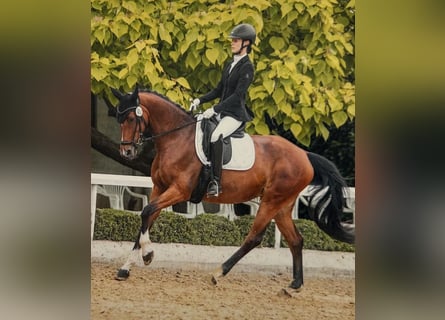 Westfaal, Merrie, 7 Jaar, 167 cm, Bruin
