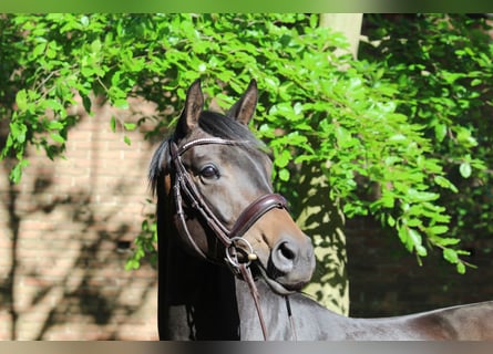 Westfaal, Merrie, 7 Jaar, 167 cm, Donkerbruin