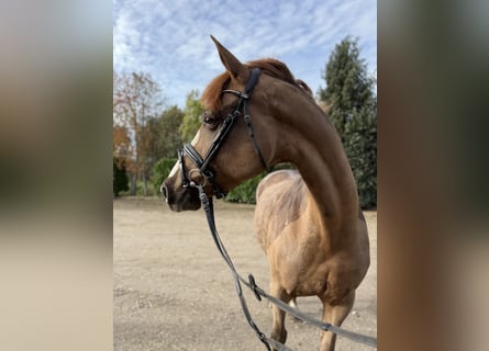 Westfaal, Merrie, 7 Jaar, 167 cm, Roodvos