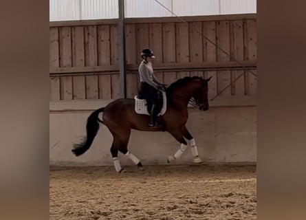 Westfaal, Merrie, 7 Jaar, 168 cm, Bruin