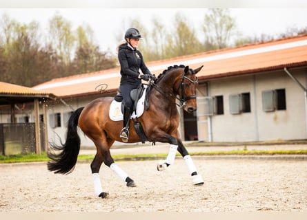 Westfaal, Merrie, 7 Jaar, 168 cm, Donkerbruin