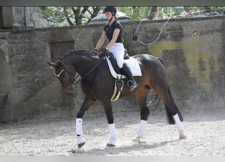 Westfaal, Merrie, 7 Jaar, 168 cm