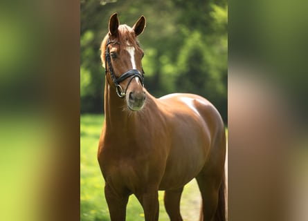 Westfaal, Merrie, 7 Jaar, 168 cm, Vos