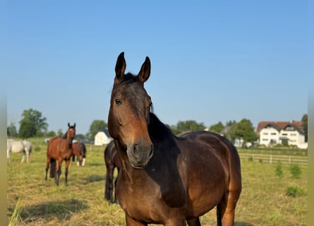 Westfale, Stute, 7 Jahre, 170 cm, Brauner