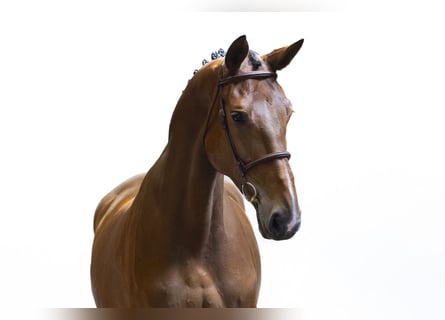 Westfaal, Merrie, 7 Jaar, 170 cm, Bruin