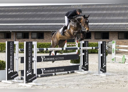 Westfaal, Merrie, 7 Jaar, 170 cm