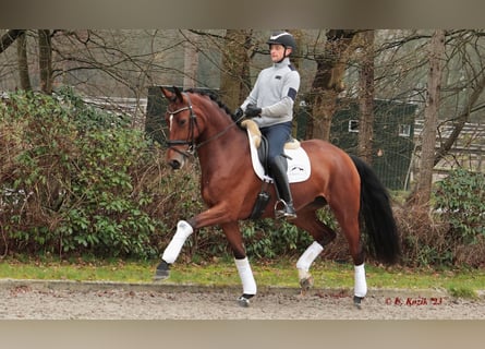 Westfaal, Merrie, 7 Jaar, 173 cm, Bruin