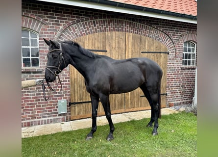 Westfaal, Merrie, 7 Jaar, 178 cm, Zwart