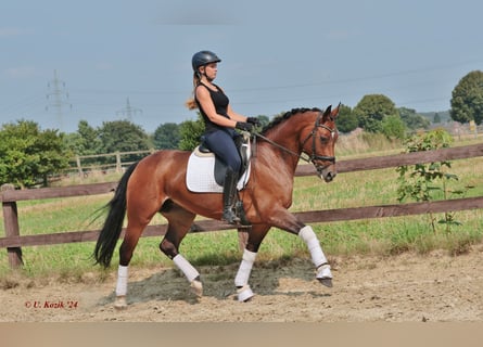 Westfaal, Merrie, 7 Jaar, Bruin