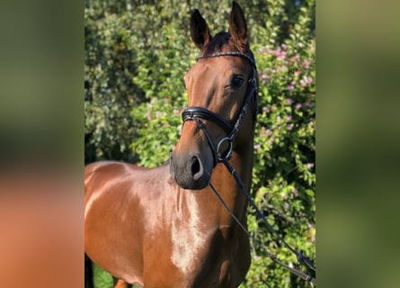 Westfaal, Merrie, 8 Jaar, 163 cm, Bruin