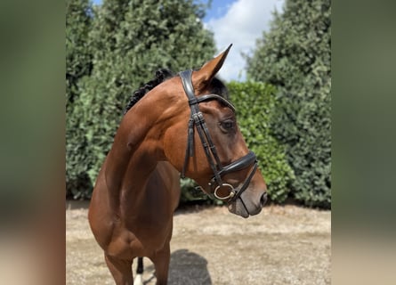 Westfaal, Merrie, 8 Jaar, 165 cm, Donkerbruin