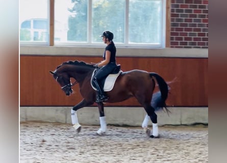 Westfaal, Merrie, 8 Jaar, 165 cm