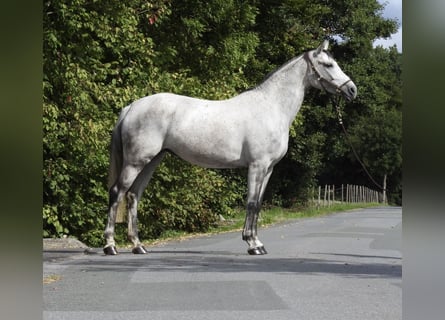 Westfaal, Merrie, 8 Jaar, 165 cm, Schimmel