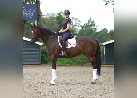 Westfale, Stute, 8 Jahre, 168 cm, Brauner