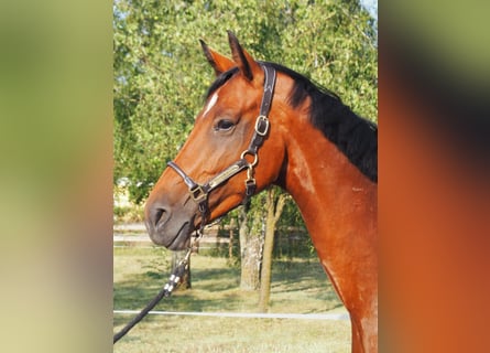 Westfaal, Merrie, 8 Jaar, 168 cm, Donkerbruin