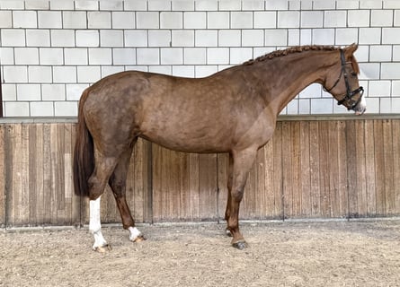 Westfaal, Merrie, 8 Jaar, 170 cm, Vos