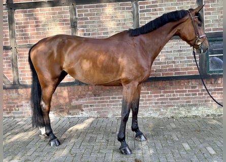 Westfaal, Merrie, 8 Jaar, 172 cm, Bruin