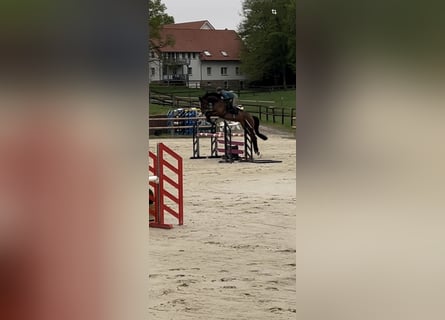 Westfaal, Merrie, 8 Jaar, 175 cm, Bruin