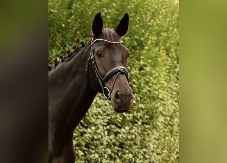 Westfaal, Merrie, 8 Jaar, 175 cm, Zwart