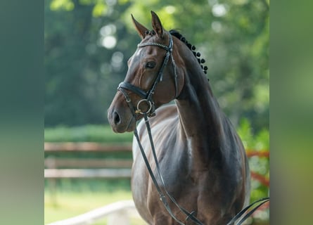 Westfaal, Merrie, 9 Jaar, 162 cm, Bruin