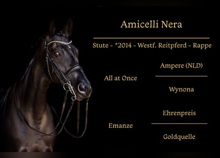 Westfaal, Merrie, 9 Jaar, 162 cm, Zwart