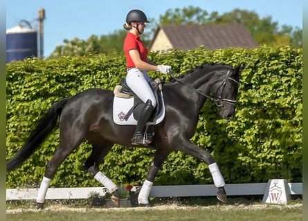 Westfaal, Merrie, 9 Jaar, 164 cm, Zwart