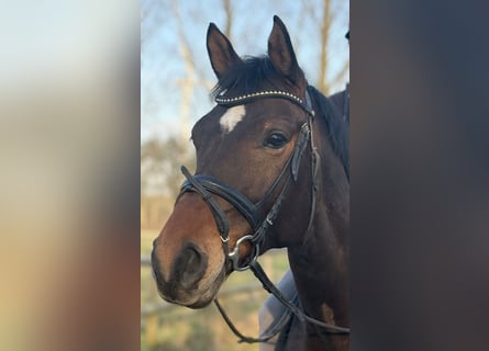 Westfaal, Merrie, 9 Jaar, 165 cm, Bruin