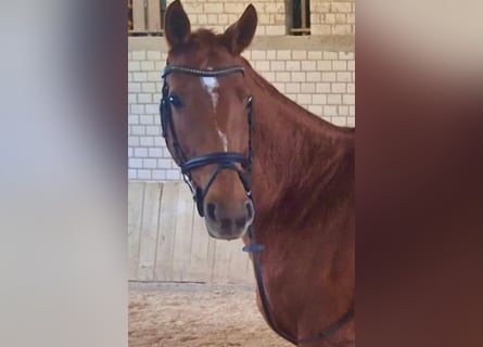 Westfaal, Merrie, 9 Jaar, 167 cm, Vos