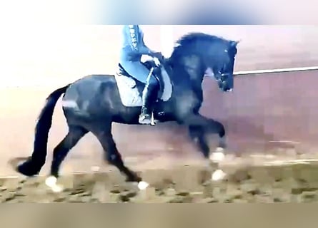 Westfaal, Merrie, 9 Jaar, 167 cm, Zwart