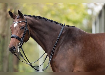 Westfaal, Merrie, 9 Jaar, 168 cm, Bruin