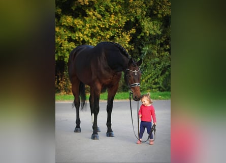 Westfaal, Merrie, 9 Jaar, 168 cm, Bruin