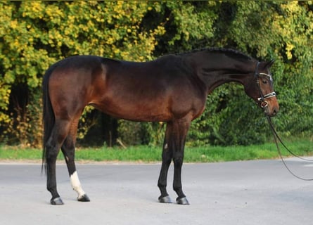 Westfaal, Merrie, 9 Jaar, 168 cm, Bruin