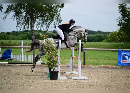 Westfaal, Merrie, 9 Jaar, 168 cm, Schimmel