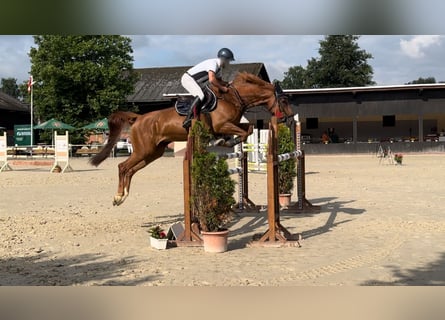 Westfaal, Merrie, 9 Jaar, 169 cm, Vos