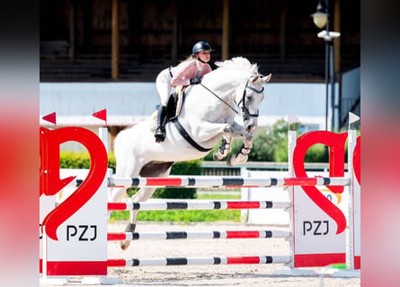 Westfaal, Merrie, 9 Jaar, 170 cm, Schimmel