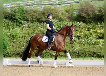 Westfaal, Merrie, 9 Jaar, 172 cm, Bruin