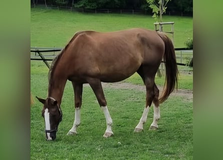 Westfaal, Merrie, 9 Jaar, 172 cm, Donkere-vos
