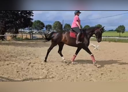 Westfaal, Merrie, 9 Jaar, 173 cm, Donkerbruin