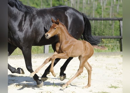 Westfaal, Merrie, veulen (06/2024), 167 cm, Donkere-vos